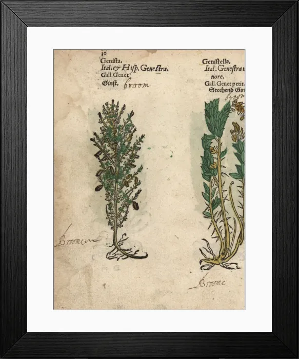 Framed Print : Broom species, Genista species Framed Print : Broom species, Genista species