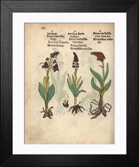 Framed Print : Lesser butterfly orchid, Platanthera bifolia Framed Print : Lesser butterfly orchid, Platanthera bifolia