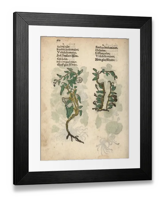 Framed Print : Hedge bindweed, Calystegia sepium Framed Print : Hedge bindweed, Calystegia sepium