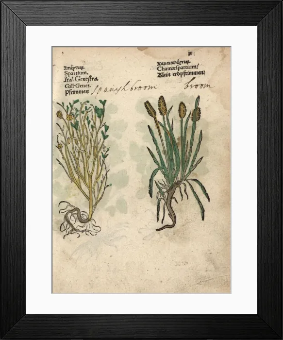 Framed Print : Spanish broom, Spartium junceum, and broom Framed Print : Spanish broom, Spartium junceum, and broom