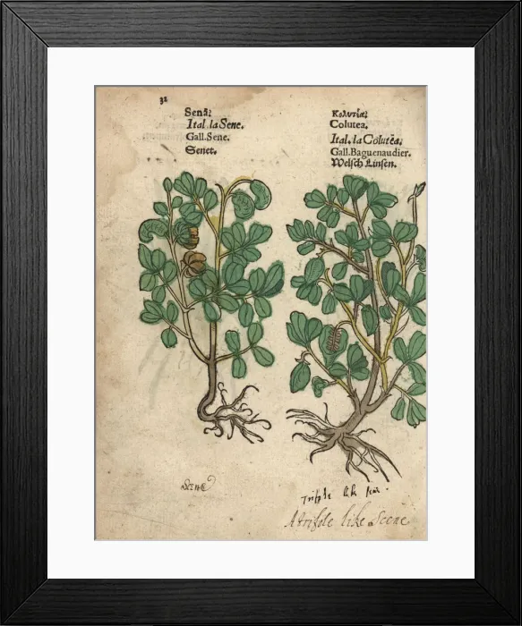 Framed Print : Senna, Senna alexandrina, and bladder senna Framed Print : Senna, Senna alexandrina, and bladder senna