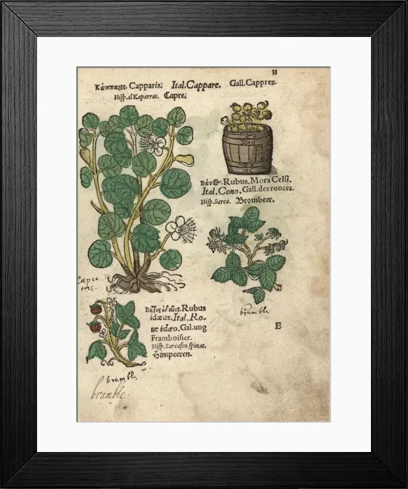 Framed Print : Caper tree, mulberry and raspberry Framed Print : Caper tree, mulberry and raspberry