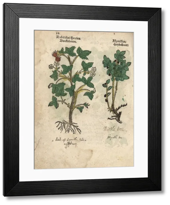 Framed Print : Raspberry and bilberry Framed Print : Raspberry and bilberry