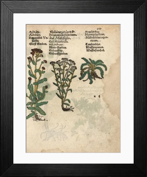 Framed Print : Yarrow, Achillea millefolium, and Myriophyllum aquaticum Framed Print : Yarrow, Achillea millefolium, and Myriophyllum aquaticum