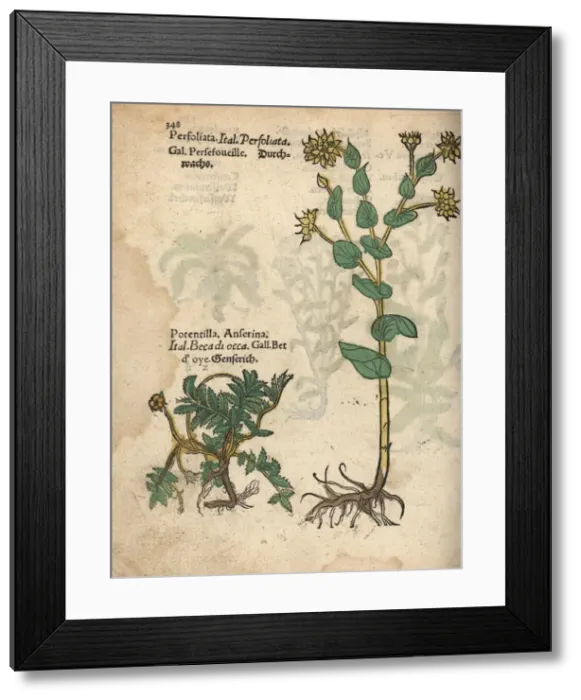 Framed Print : Silverweed, Potentilla anserina, and hare s Framed Print : Silverweed, Potentilla anserina, and hare s