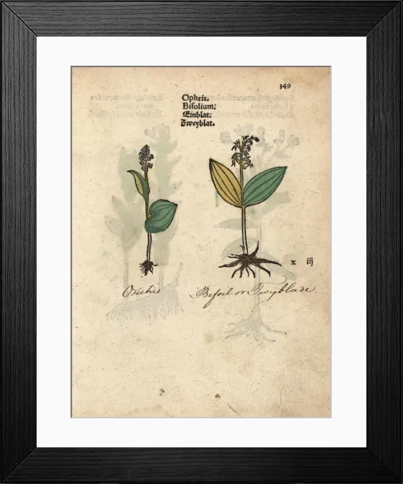 Framed Print : Common twayblade orchid, Neottia ovata Framed Print : Common twayblade orchid, Neottia ovata
