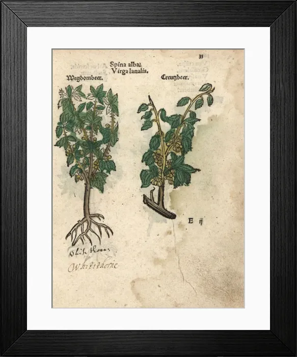 Framed Print : Whitethorn or hawthorn tree, Spina alba? Framed Print : Whitethorn or hawthorn tree, Spina alba?