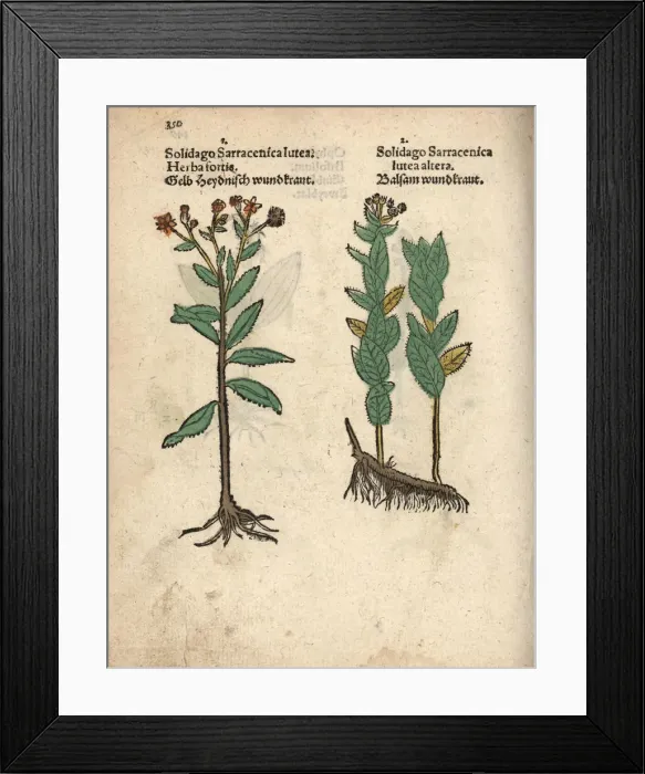 Framed Print : Wood ragwort, Senecio ovatus Framed Print : Wood ragwort, Senecio ovatus