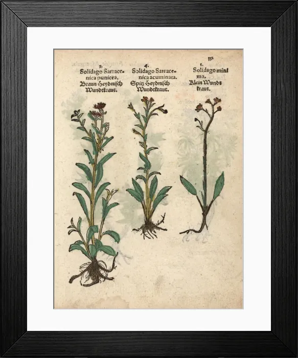 Framed Print : European goldenrod, Solidago virgaurea Framed Print : European goldenrod, Solidago virgaurea