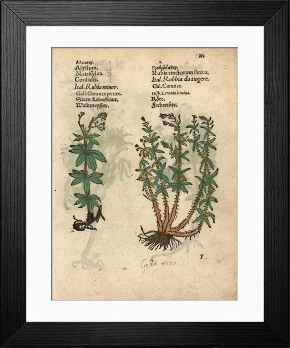 Framed Print : Sweetscented bedstraw, Galium odoratum Framed Print : Sweetscented bedstraw, Galium odoratum