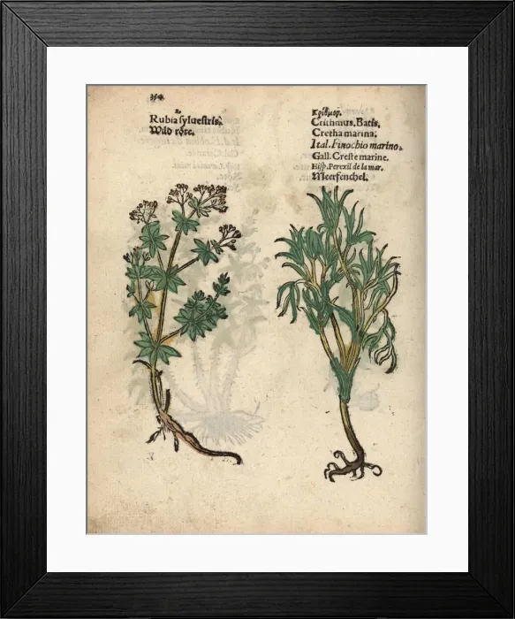 Framed Print : Hedge bedstraw, Galium mollugo, and rock samphire Framed Print : Hedge bedstraw, Galium mollugo, and rock samphire
