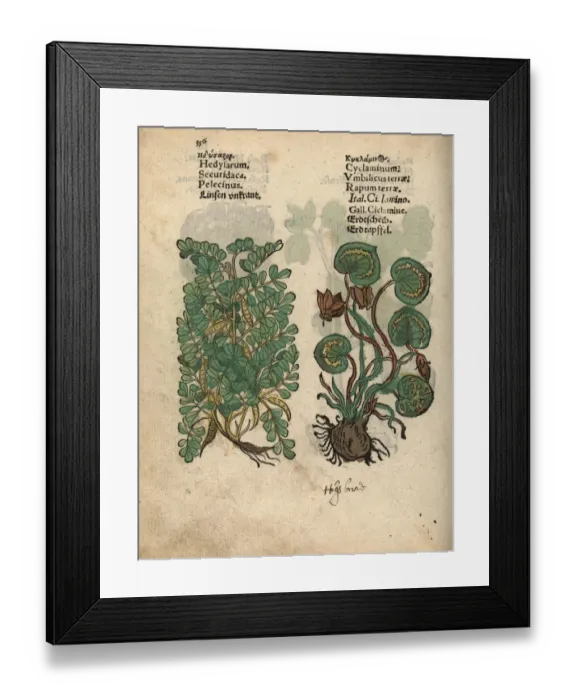 Framed Print : Crownvetch, Securigera securidaca, and Greek Framed Print : Crownvetch, Securigera securidaca, and Greek