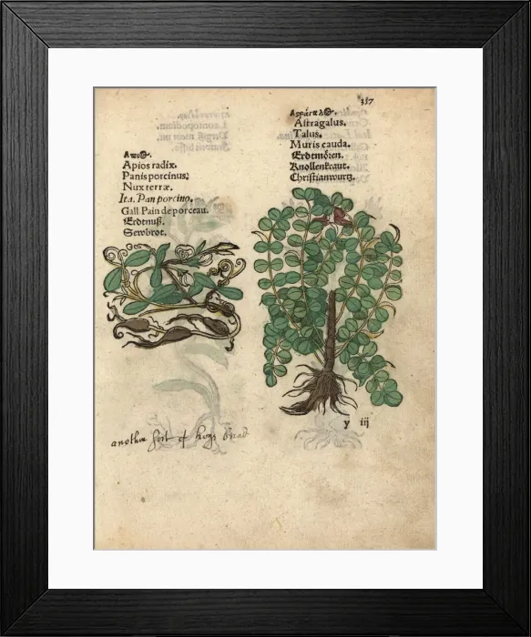 Framed Print : Cyclamen, Cyclamen species, and milkvetch Framed Print : Cyclamen, Cyclamen species, and milkvetch