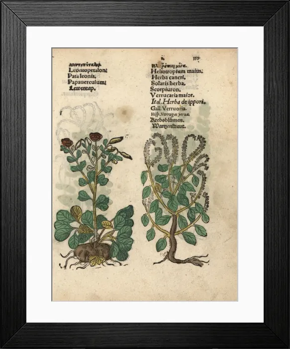 Framed Print : Leontice leontopetalum and European heliotrope Framed Print : Leontice leontopetalum and European heliotrope