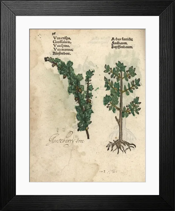 Framed Print : Gooseberry, Ribes uva-crispa, and alder buckthorn Framed Print : Gooseberry, Ribes uva-crispa, and alder buckthorn