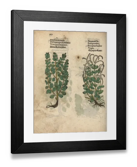 Framed Print : Dyers croton, Chrozophora tinctoria Framed Print : Dyers croton, Chrozophora tinctoria