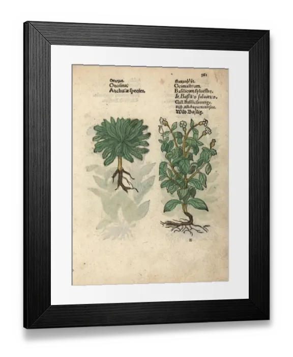 Framed Print : Onosma echioides and wild basil, Ocimum basilicum Framed Print : Onosma echioides and wild basil, Ocimum basilicum