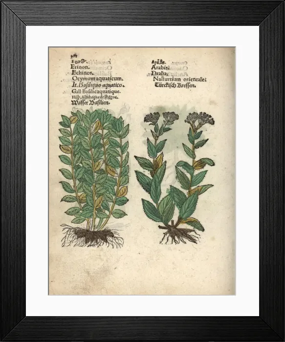 Framed Print : Basil, Ocimum basilicum, and whitetop or hoary Framed Print : Basil, Ocimum basilicum, and whitetop or hoary