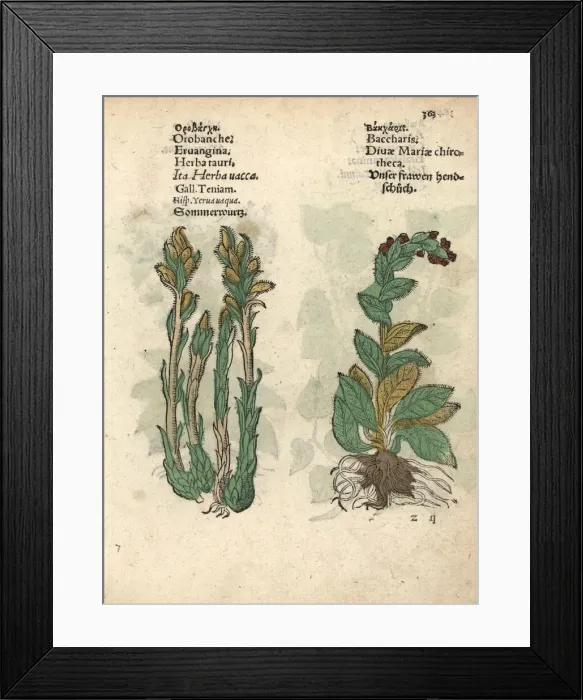 Framed Print : Broomrape, Orobanche minor, and foxglove, Digitalis purpurea Framed Print : Broomrape, Orobanche minor, and foxglove, Digitalis purpurea