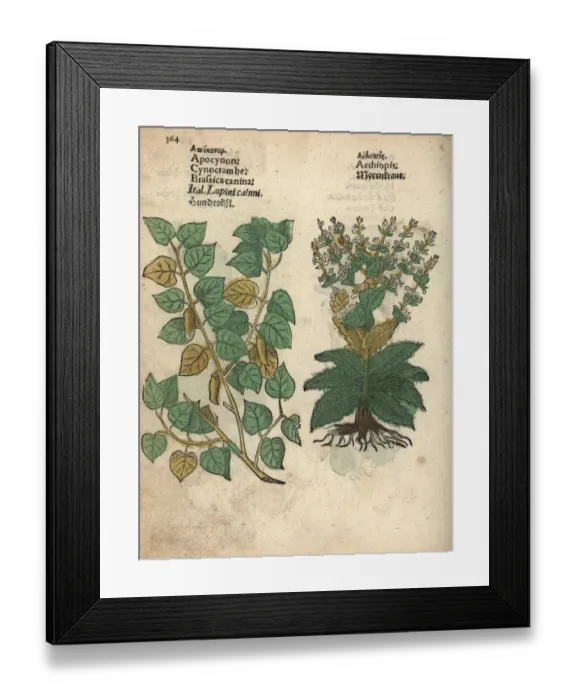 Framed Print : Theligonum cynocrambe, and Mediterranean sage Framed Print : Theligonum cynocrambe, and Mediterranean sage