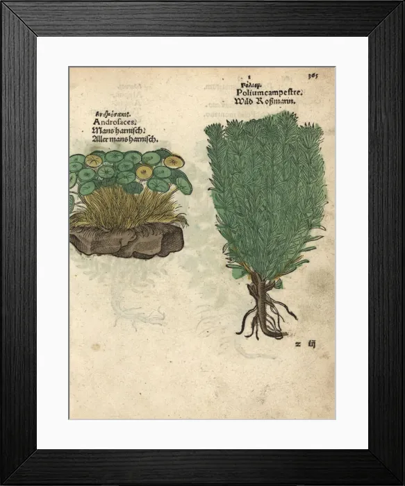 Framed Print : Alpine rock-Jasmine, Androsace alpina Framed Print : Alpine rock-Jasmine, Androsace alpina