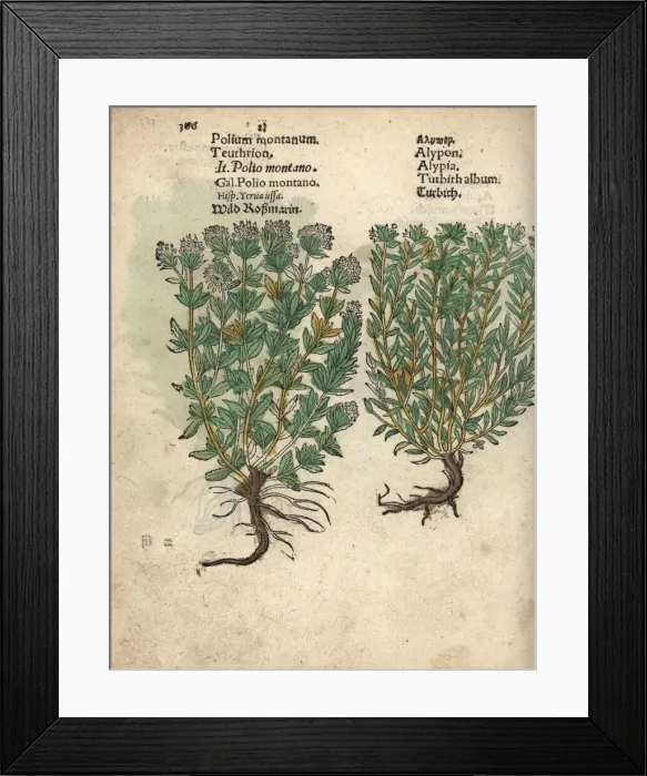 Framed Print : Mountain germander, Teucrium montanum Framed Print : Mountain germander, Teucrium montanum