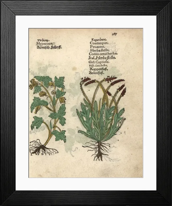 Framed Print : Hypecoum procumbens and swineweed, Coronopus squamatus Framed Print : Hypecoum procumbens and swineweed, Coronopus squamatus