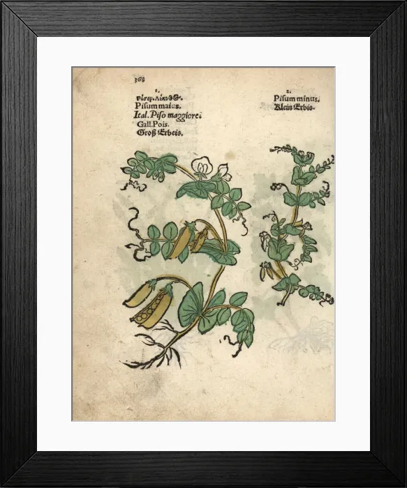 Framed Print : Garden pea, Pisum sativum Framed Print : Garden pea, Pisum sativum