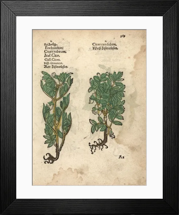Framed Print : Chickpea or garbanzo varieties, Cicer arietinum Framed Print : Chickpea or garbanzo varieties, Cicer arietinum
