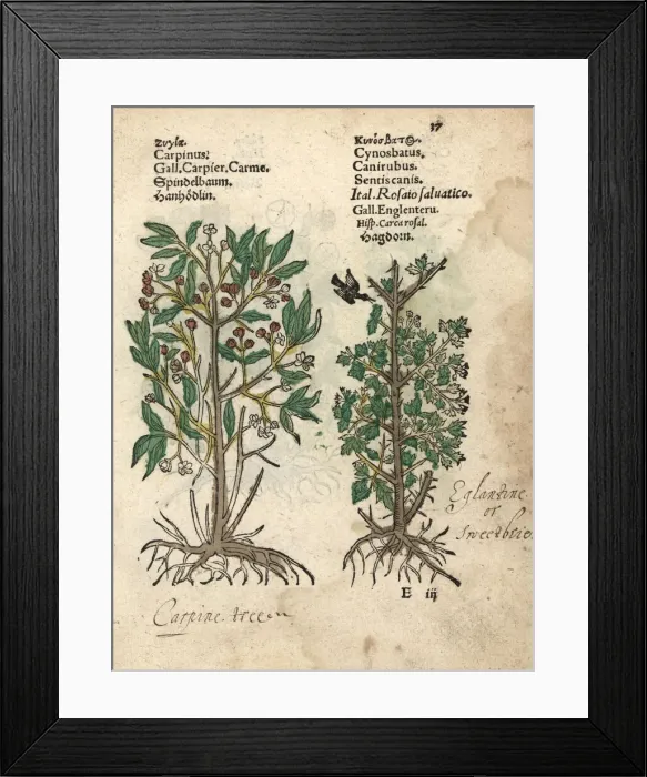 Framed Print : Hornbeam, Carpinus species, and Eglantine rose, Rosa canina Framed Print : Hornbeam, Carpinus species, and Eglantine rose, Rosa canina