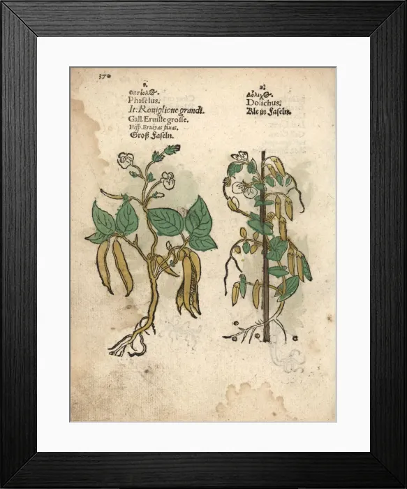 Framed Print : Common bean, Phaseolus vulgaris, and small Framed Print : Common bean, Phaseolus vulgaris, and small