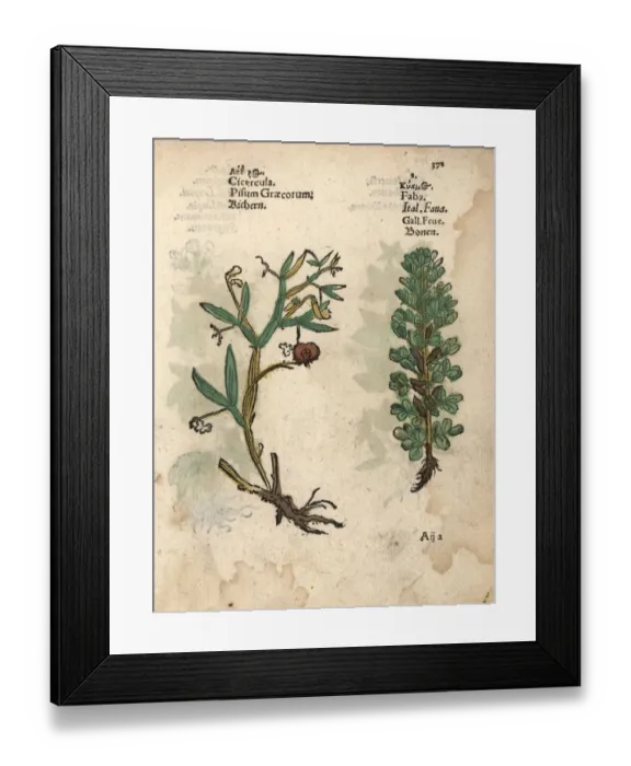 Framed Print : Everlasting pea, Lathyrus latifolius Framed Print : Everlasting pea, Lathyrus latifolius
