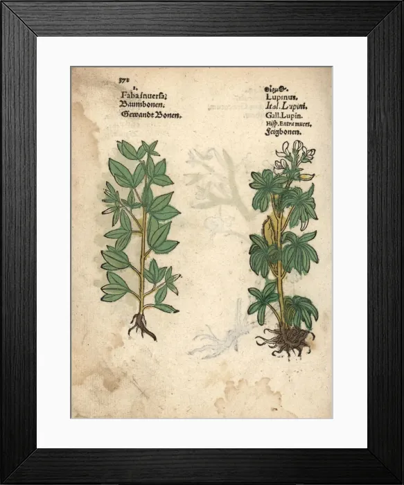 Framed Print : Stonecrop, Sedum telephium, and lupin, Lupinus albus