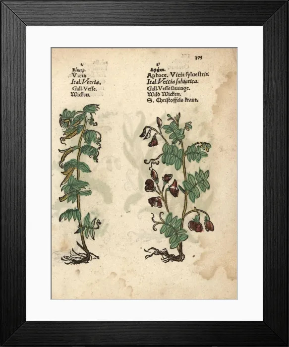 Framed Print : Common vetch, Vicia sativa, and cow vetch, Vicia cracca Framed Print : Common vetch, Vicia sativa, and cow vetch, Vicia cracca