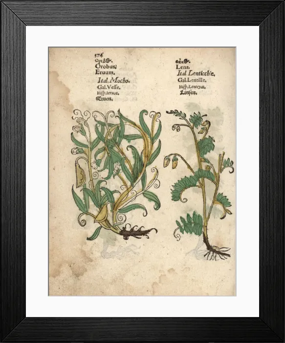 Framed Print : Spring pea, Lathyrus vernus, and lentil, Lens culinaris Framed Print : Spring pea, Lathyrus vernus, and lentil, Lens culinaris