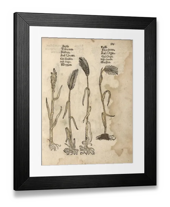 Framed Print : Wheat, Triticum aestivum, and barley, Hordeum vulgare Framed Print : Wheat, Triticum aestivum, and barley, Hordeum vulgare