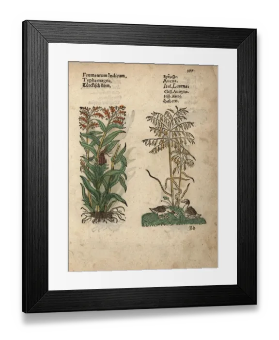 Framed Print : Maize or corn, Zea mays, and oats, Avena sativa Framed Print : Maize or corn, Zea mays, and oats, Avena sativa