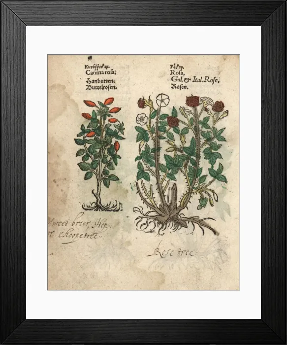Framed Print : Briar or dog rose, Rosa canina and French rose Framed Print : Briar or dog rose, Rosa canina and French rose