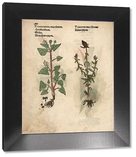 Buckwheat, Fagopyrum esculentum, and rivet