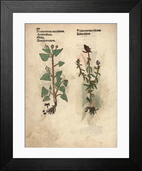 Framed Print : Buckwheat, Fagopyrum esculentum, and rivet Framed Print : Buckwheat, Fagopyrum esculentum, and rivet