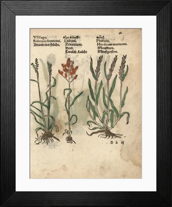 Framed Print : Grain variety, Ustilago, darnel, Lolium temulentum Framed Print : Grain variety, Ustilago, darnel, Lolium temulentum