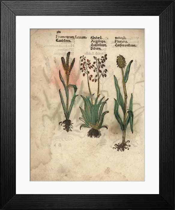 Framed Print : Barley, Hordeum vulgare, barren brome, Bromus