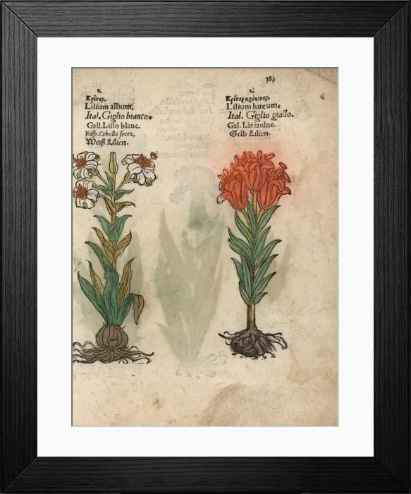 Framed Print : Madonna lily, Lilium candidum, and orange Framed Print : Madonna lily, Lilium candidum, and orange