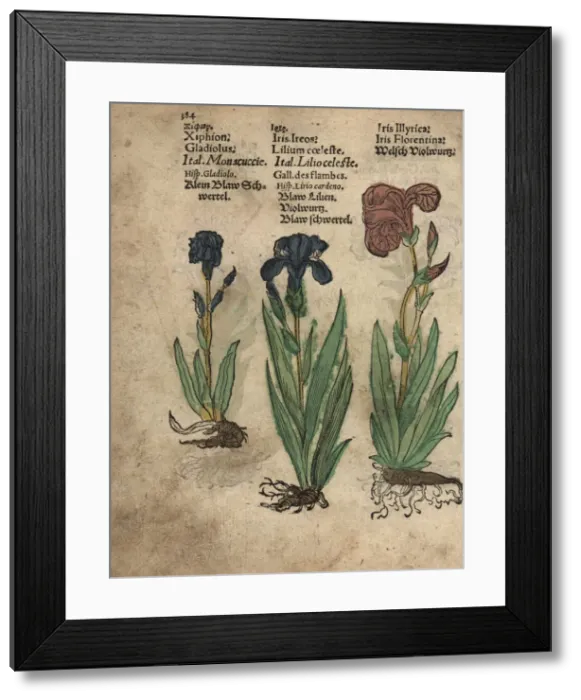 Framed Print : Gladiolus, German iris and Florentine iris Framed Print : Gladiolus, German iris and Florentine iris