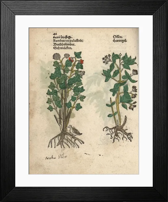 Framed Print : Elder tree, Sambucus palustris, and dogwood, Cornus species? Framed Print : Elder tree, Sambucus palustris, and dogwood, Cornus species?