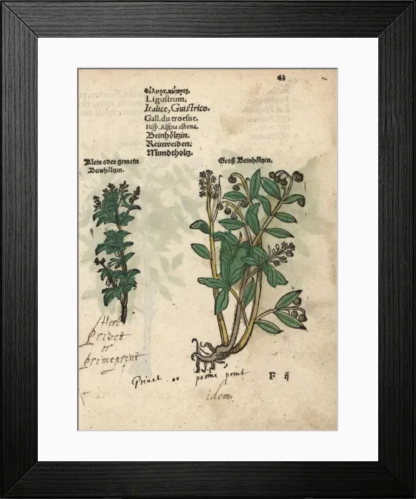 Framed Print : Privet species, Ligustrum vulgare Framed Print : Privet species, Ligustrum vulgare