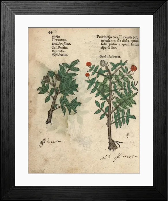Framed Print : Ash tree, Fraxinus species Framed Print : Ash tree, Fraxinus species
