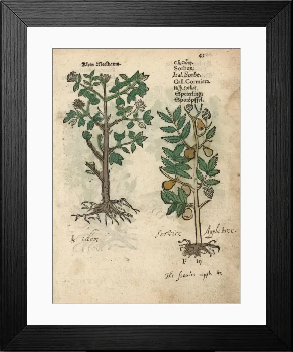 Framed Print : Ash tree, Fraxinus species Framed Print : Ash tree, Fraxinus species