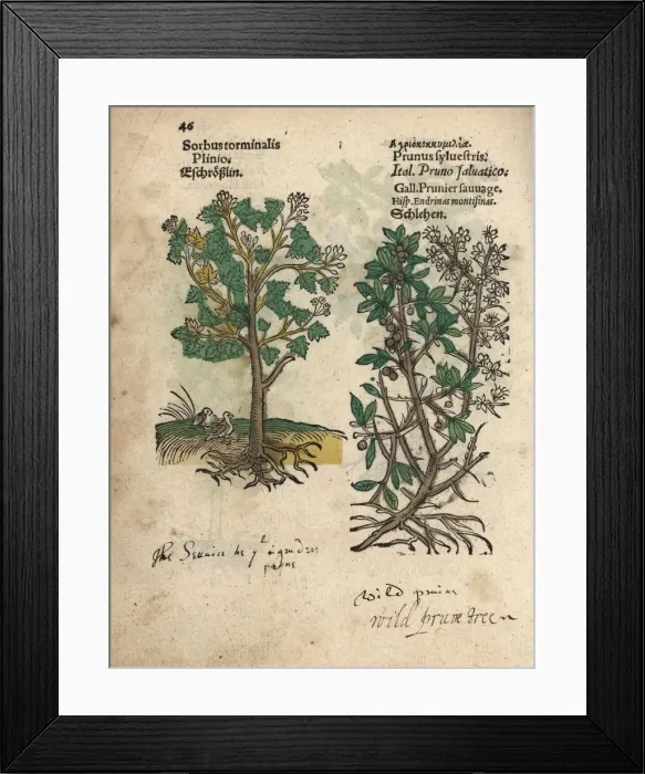 Framed Print : Wild service tree, Sorbus torminalis Framed Print : Wild service tree, Sorbus torminalis