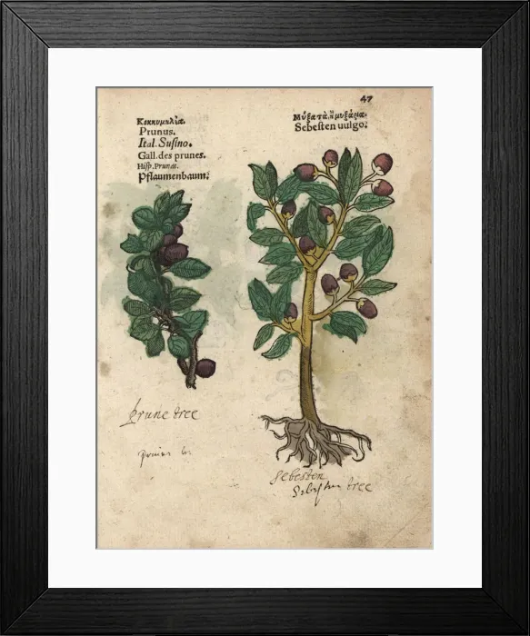Framed Print : Plum tree, Prunus domestica, and siricote Framed Print : Plum tree, Prunus domestica, and siricote